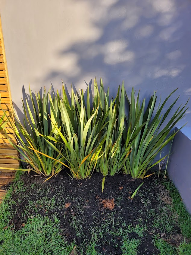 Canteiro com plantas ornamentais e folhagens junto ao muro, projeto da Natal Natureza