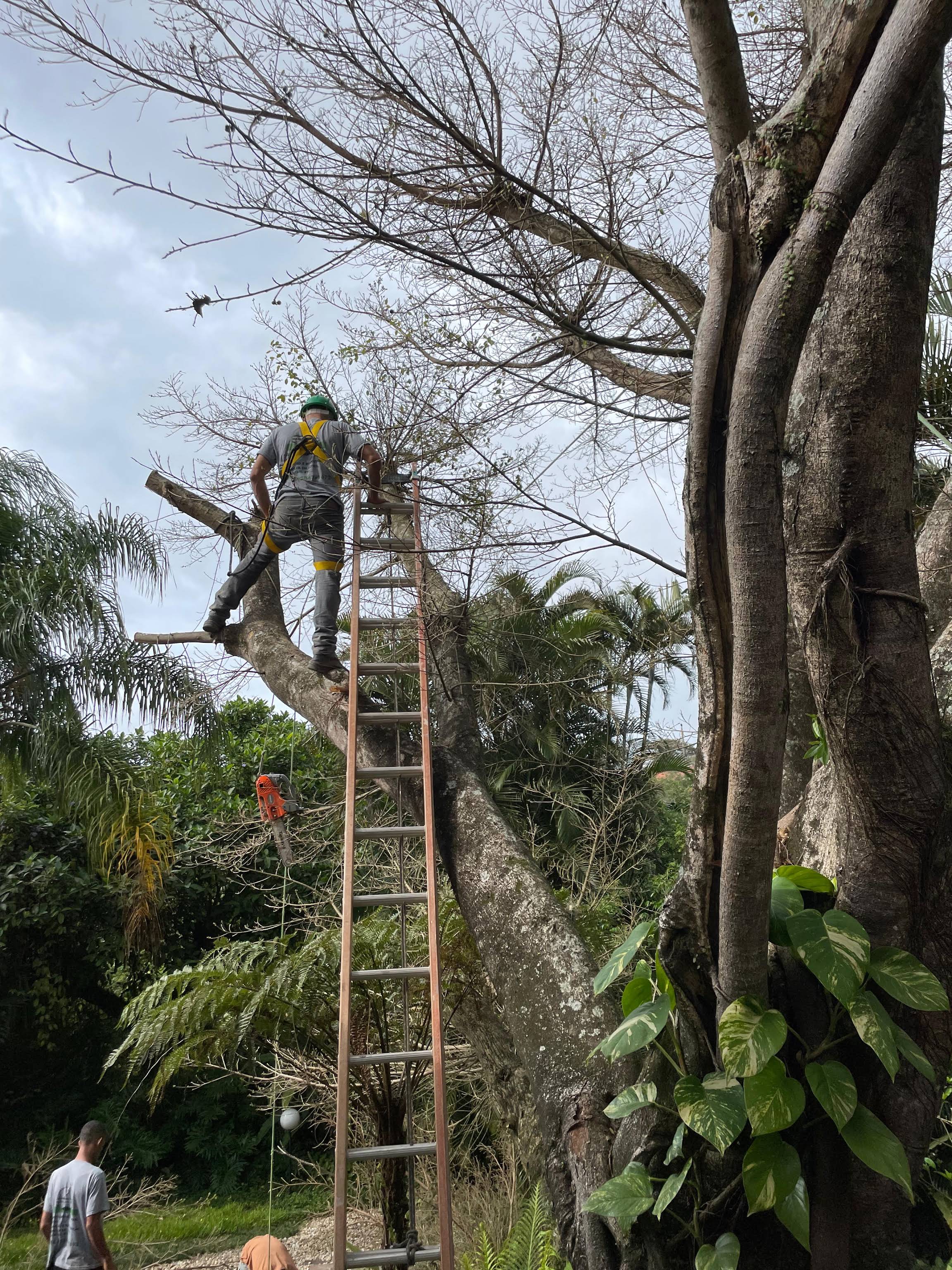 Profissional da Natal Natureza realizando poda de árvore em altura